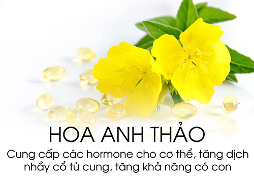 hoa anh thảo